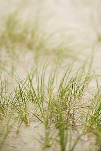 Beach grass in sand.