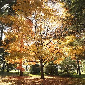 Maple trees in Fall color.