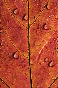 Close-up of Sugar Maple leaf in Fall color sprinkled with water droplets.