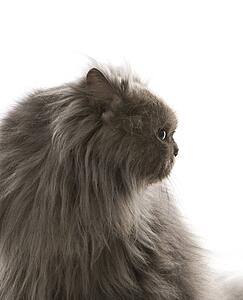 Gray Persian cat looking to side.
