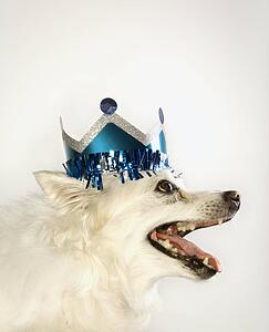 Profile of fluffy white dog wearing paper crown.