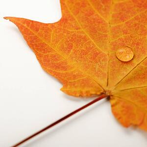 Water droplet on orange Sugar Maple leaf against white background.