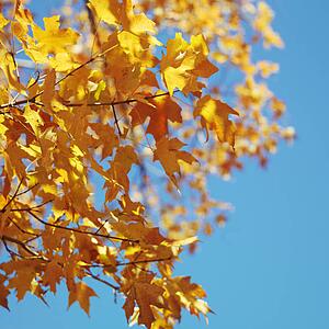 Maple tree in Fall color in Washington, D. C., USA.