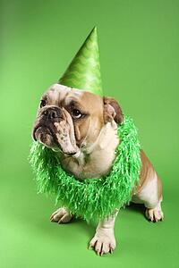 English Bulldog with serious expression wearing lei and party hat and sitting on green background.