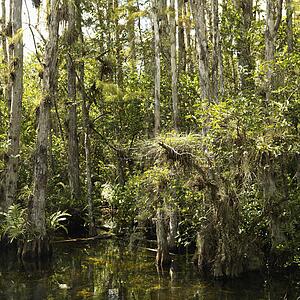 Cypress trees in wetland of Everglades National Park, Florida, USA.