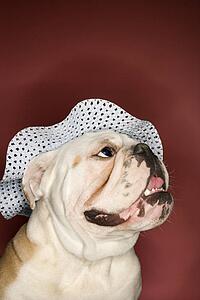 Close-up of happy English Bulldog looking upward and wearing a bonnet.
