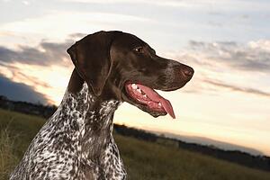 German Shorthaired Pointer with panting tongue in field. 