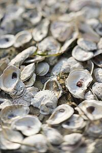 Oyster shells on Bald Head Island, North Carolina.
