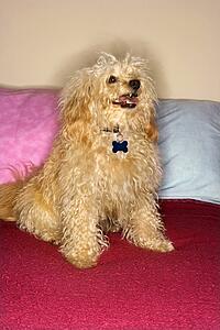 Portrait of mixed breed dog smiling at viewer. 