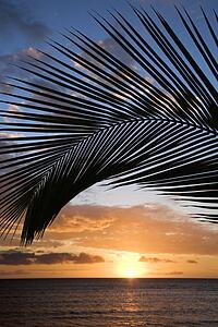 Sunset sky by palms over the Pacific Ocean in Kihei Maui Hawaii USA