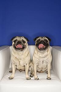 Two Pug dogs sitting in chair.