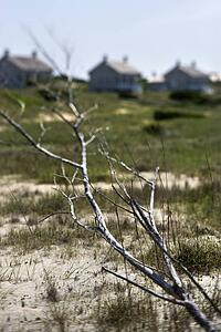Branch on beach with houses in background on Bald Head Island, North Carolina.