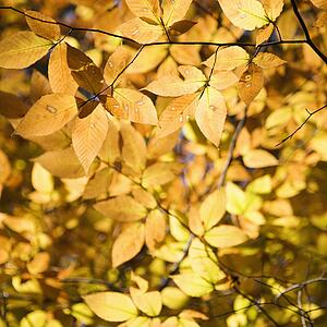 Close-up of American Beech tree branches covered with bright yellow Fall leaves.
