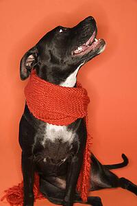Black and white mixed breed dog sitting wearing scarf.