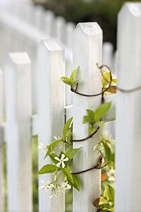 Vine growing on white picket fence.