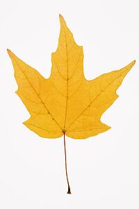Yellow Sugar Maple leaf against white background.