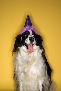 Black and white Border Collie mix dog wearing party hat.