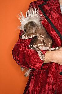 Caucasian mid-adult male wearing velvet jacket and holding Chinese Crested dog.