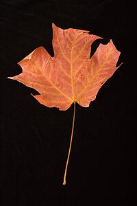 Red maple leaf against black background.