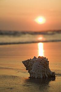 Image of seashell on shoreline at sunset.