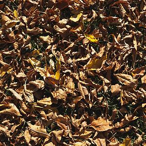 American Beech tree leaves fallen on ground turning brown.
