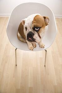 Bashful English Bulldog sitting in modern chair looking up at viewer.