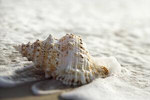 Conch shell with waves engulfing it.