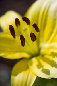 Yellow day lilly bloom.