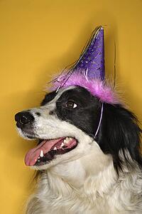 Black and white Border Collie mix dog wearing party hat.