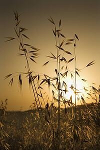Oat plants growing in field at sunset in Tuscany, Italy.