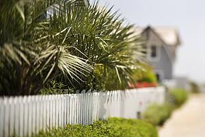 White picket fence with palms.