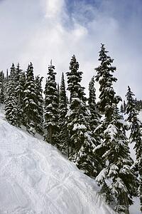 Snow-covered pine trees on mountain side.