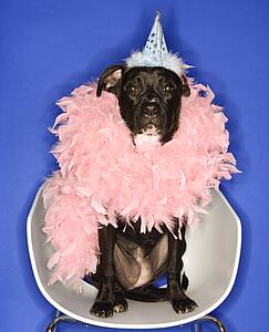Black mixed breed dog wearing party hat and feather boa.