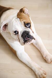 English Bulldog lying on wood floor with feet outstretched looking at viewer.