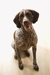 German Shorthaired Pointer dog sitting and looking up at viewer.