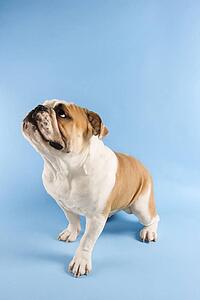 English Bulldog standing on blue background looking off to the side.
