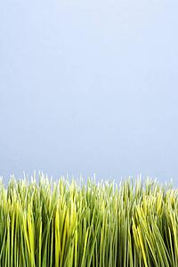 Strip of artificial green grass against blue background.