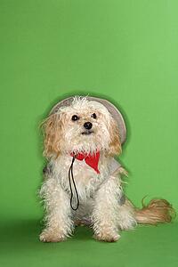 Fluffy small dog in safari outfit.