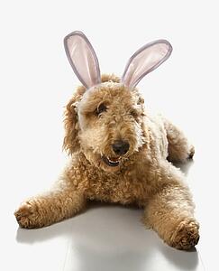 Goldendoodle dog in bunny ears.