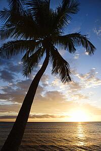 Sunset by palm tree over the Pacific Ocean in Kihei Maui Hawaii USA