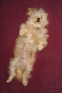 Portrait of mixed breed dog smiling at viewer. 