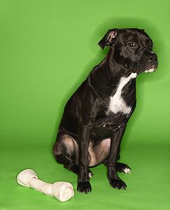 Black and white mixed breed dog sitting with big rawhide bone.