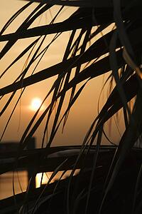 Palm frond silhouette against sunset over water Lighthouse on Bald Head Island, North Carolina.