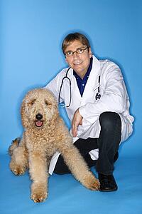 Middle-aged Caucasian male veterinarian with Goldendoodle dog.