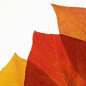 Bradford Pear leaves in Fall color against white background.