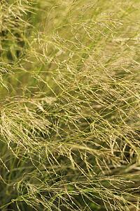 Long grass