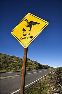 Shot of 'Nene Crossing' road sign in Haleakala National Park, Maui, Hawaii