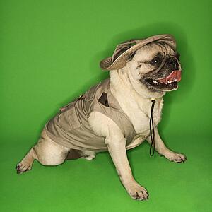 Pug dog wearing safari outfit.