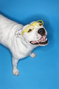 White Pit Bull dog on blue background.