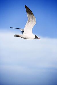 Black-headed gull in flight.